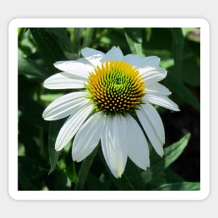 White Coneflower Sticker